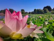 Top Saint-Cyr-en-Talmondais