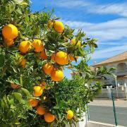 Apartment with sea view, La Mata