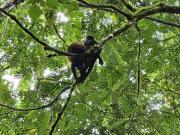 Top Tortuguero