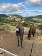 Top Millau