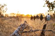 Top Timbavati Game Reserve