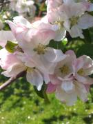 Top Wisła Top Wisła