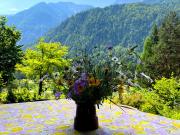 Top Kranjska Gora