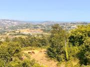 Top Capradosso Top Capradosso