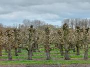 Top Hengstdijk Top Hengstdijk