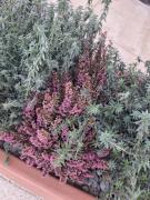 Top San Giorgio Ionico