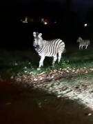 iDube Lodge Walkersons