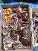 Top Debina Top Debina