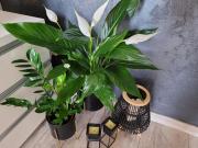 Top Jelenia Góra Top Jelenia Góra