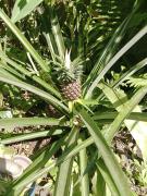 Top Ubud