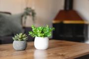 Top Whistler Top Whistler