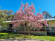 Top Beechworth