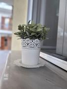 Stay Thyme, 2 BRS apt, 5mins Nafplio, 10 mins beach