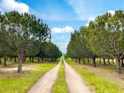 Top Santo Estêvão Top Santo Estêvão