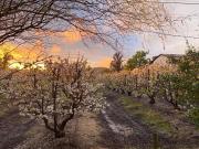 Top Limache Top Limache