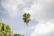 Top Sarasota