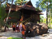 Top Alleppey