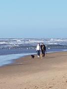 Romantisch Huisje nabij het strand met uitzicht op de tulpenvelden