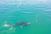 Top Dana Bay