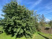 Top Beilen Top Beilen