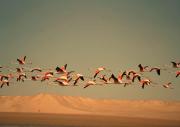 Top Dakhla