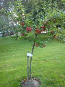 Katrinebergs Folkhögskola B&B