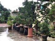 Bonsai Homestay Kluang - B17 Bonsai Homestay Kluang - B17
