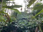 Top Madikeri