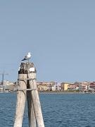 Top Chioggia