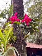 ARASARÍ Hotel Iguazú