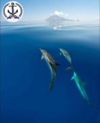 Top Piraino Top Piraino