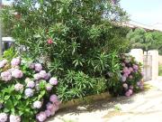 LA CORALLINA CASE VACANZE - Girasole - Santa Teresa Gallura centro