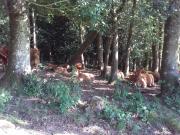 Top Saint-Léonard-des-Bois