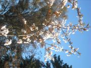 Cabañas Las Lavandas en Pilar