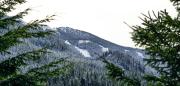 Top Whistler Top Whistler