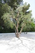 Top Ostuni