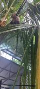Top Cahuita
