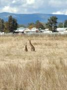 Hunter Valley Nulkaba breathtaking views relax