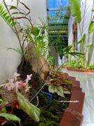 Một Homestay Mang Den