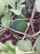 Top Porbady Top Porbady