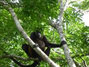 Top Playa Junquillal