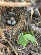 Top Curacaví Top Curacaví