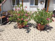 Páterdombi Vendégház