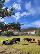 Top Elvas
