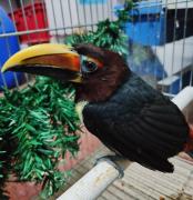 Top Città di Castello