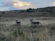Top Ficksburg