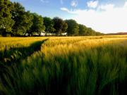 NEU! FeWo Schwalbennest Nähe Plauer See