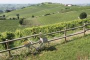 Top Nizza Monferrato