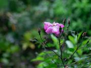 Yamaoto - Nature Luxury Stay