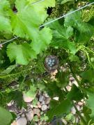 Top Saint-Paul-Trois-Châteaux